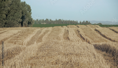 mown wheat in the field against the background of green seedling 