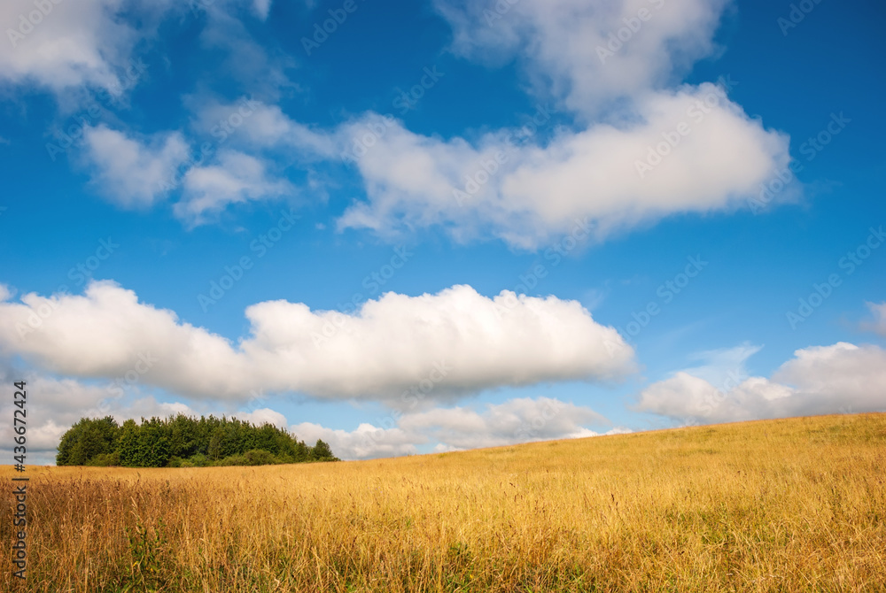 Spring rural landscape. Golden grass, blue sky and heap  beautiful clouds.