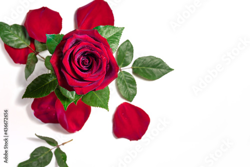 Red rose and rose petals isolated on white background  top view. Dew drops on a flower