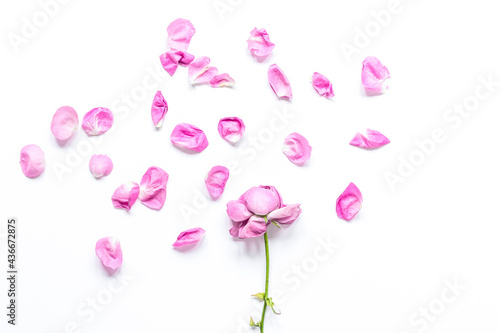 trendy woman desk in pastel colors with rose petals top view mock-up