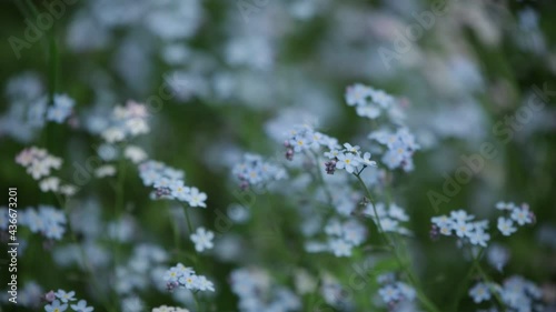 blue myosotis spring flowers windy day Boraginaceae family forget-me-nots scorpion grasses 
