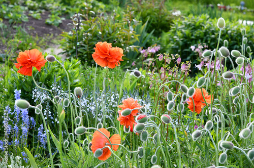 rote Mohnblumen im Garten photo