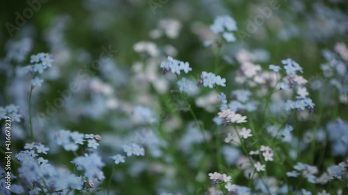 blue myosotis spring flowers windy day Boraginaceae family forget-me-nots scorpion grasses colorful background