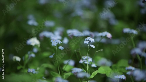 blue myosotis spring flowers windy day Boraginaceae family forget-me-nots scorpion grasses