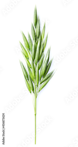 Green oat ear isolated on white background
