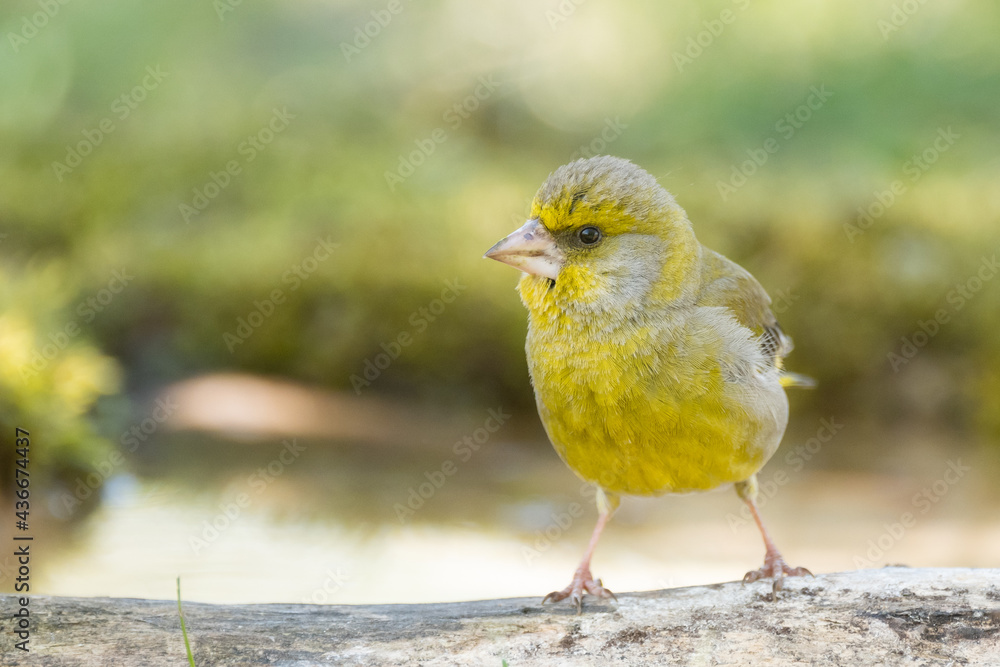 European Greenfinch Carduelis chloris. Greenfinch in the wild European Greenfinch Carduelis chloris. Greenfinch in the wild