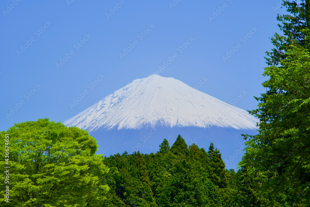 Fuji mountain and some green trees in Shizuoka.