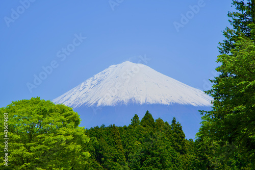 Fuji mountain and some green trees in Shizuoka.