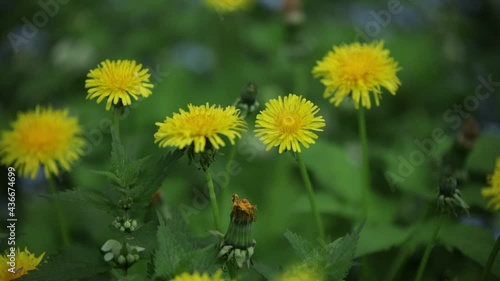 Dandelions yellow flower spring close up macro Taraxacum Asteraceae family