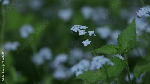 single blue myosotis spring flowers windy day Boraginaceae family forget-me-nots scorpion grasses