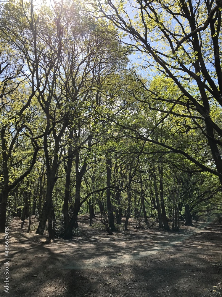 Obraz premium trees in the park