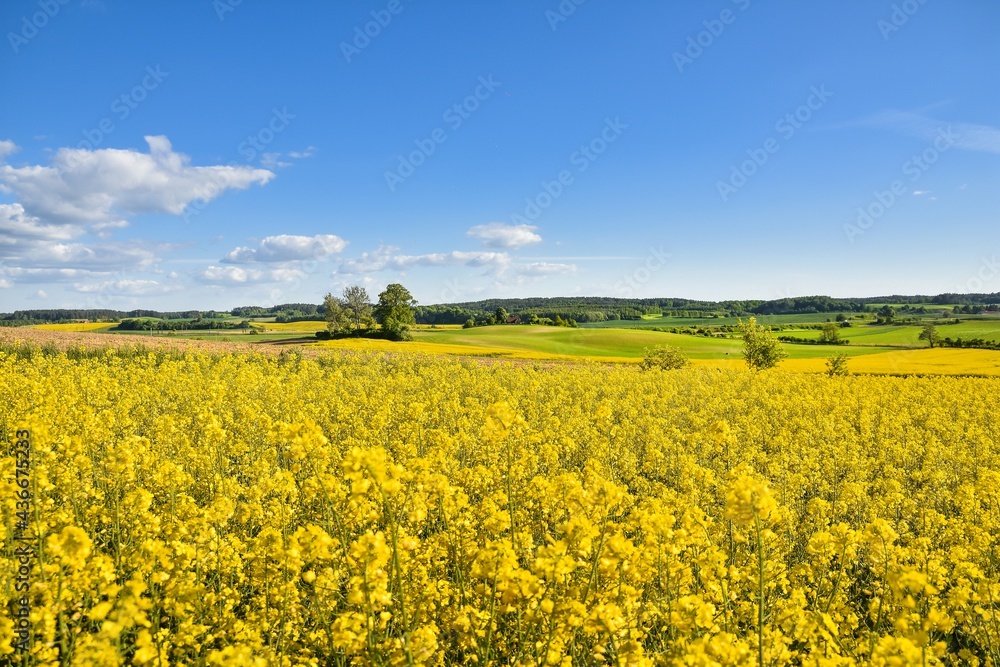 rape field