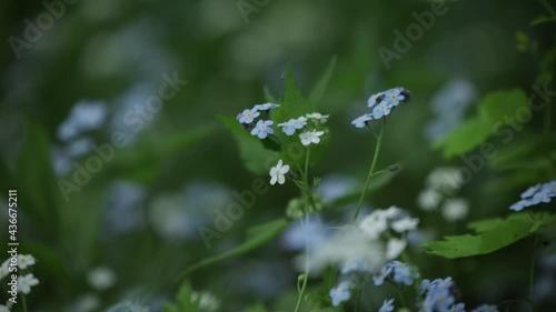 blue myosotis spring flowers windy day Boraginaceae family forget-me-nots scorpion grasses