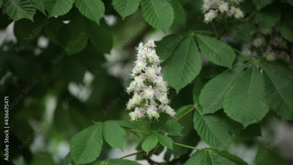 Chestnut tree in spring white flower blooming Castanea Fagaceae close shade cloudy windy day Chestnut tree in spring white flower blooming Castanea Fagaceae close shade cloudy windy day