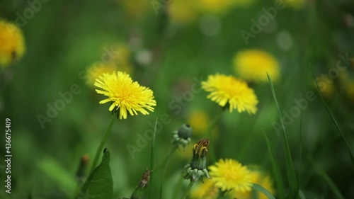 Dandelion yellow flower spring close up macro Taraxacum Asteraceae family