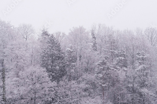 snow covered trees