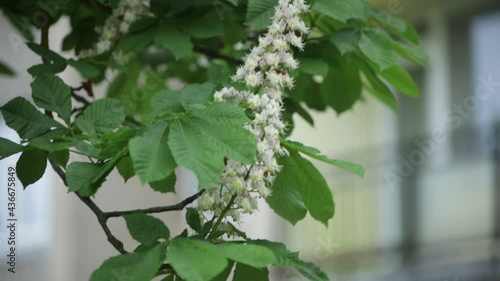Chestnut tree in spring white flower blooming Castanea Fagaceae close up 