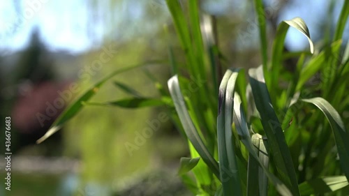 Closeup of high grass on front plan, and little pond on the background.