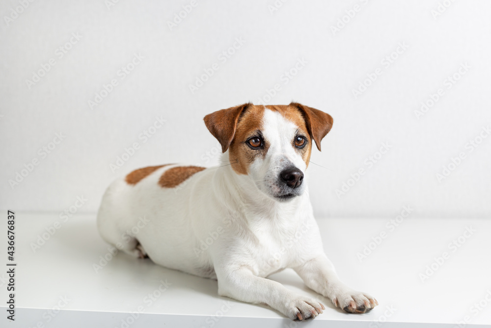 Portrait of a lying Jack Russell Terrier dog on light background. A popular breed of companion dog. Pet health care, veterinary medicine. Obedience training. Copy space. Portrait of a lying Jack Russell Terrier dog on light background. A popular breed of companion dog. Pet health care, veterinary medicine. Obedience training. Copy space.