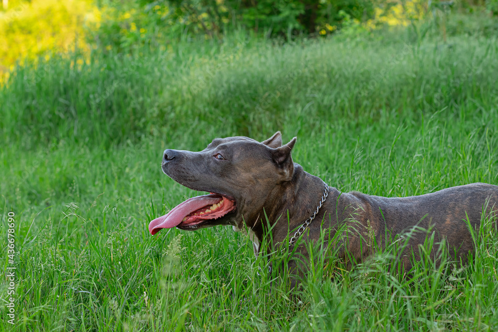 American Pit Bull Terrier in green foliage.side view