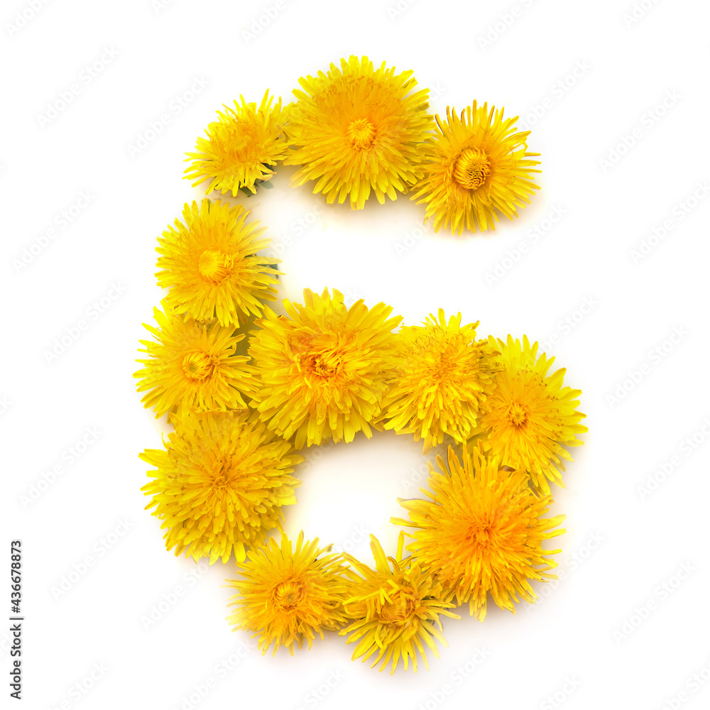 Number 6 of yellow dandelions flowers Number 6 of yellow dandelions flowers