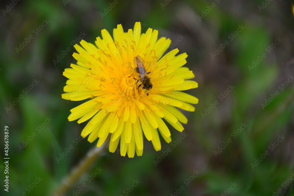 wasp collecting nectar from dandelion in the grass wasp collecting nectar from dandelion in the grass