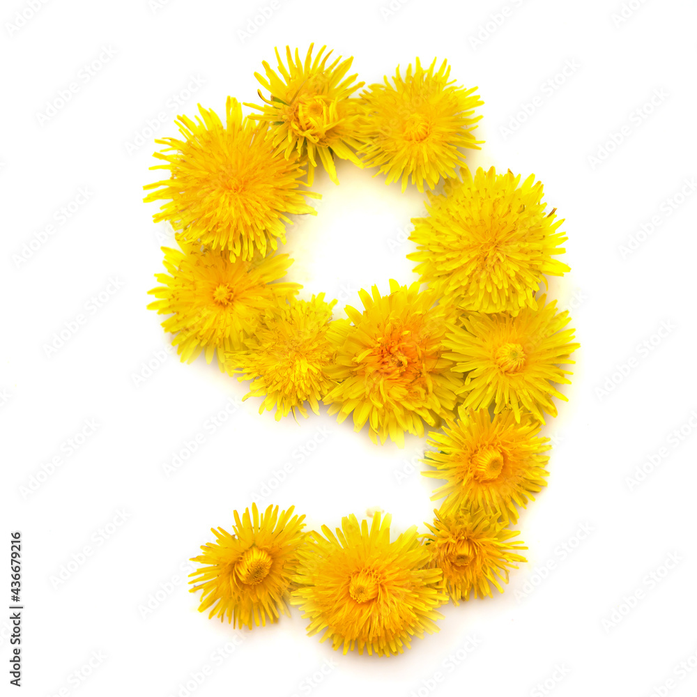 Number 9 of yellow dandelions flowers Number 9 of yellow dandelions flowers