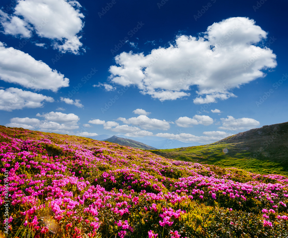 Awesome summer scene with pink rhododendron flowers on a sunny day.