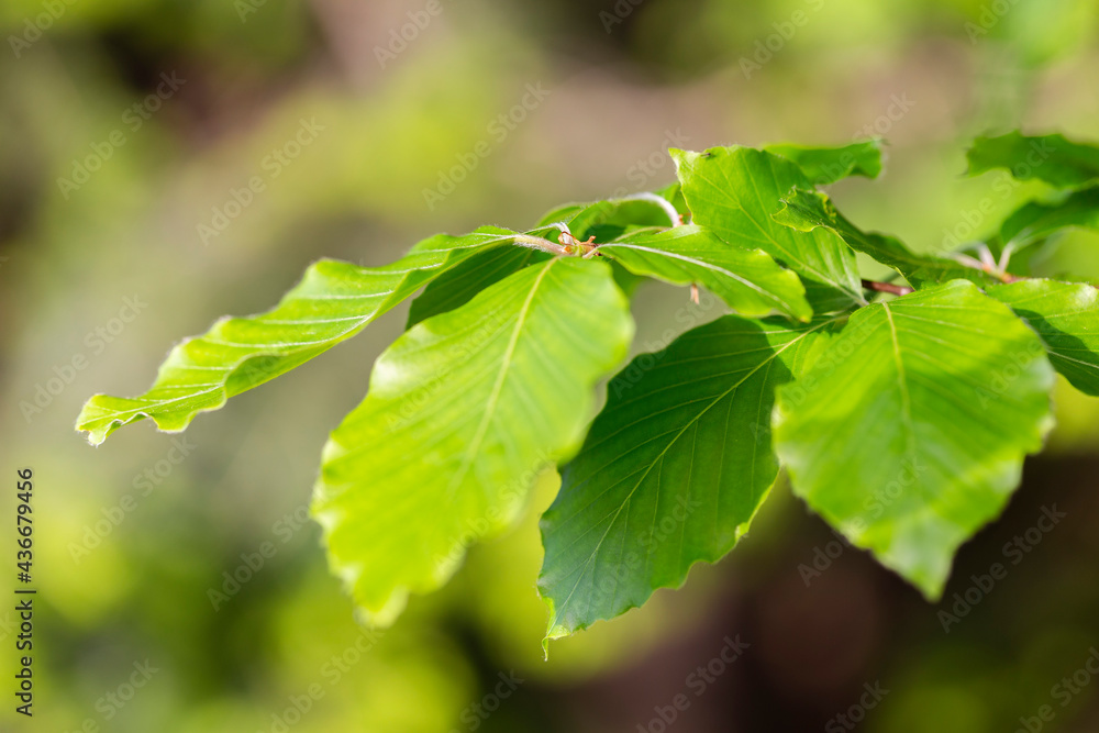 Obraz premium Branches with spring leaves European beech (Fagus sylvatica), selective focus. Plant background with green spring leaves. Close up on a fresh green leaves of European beech also called common beech.