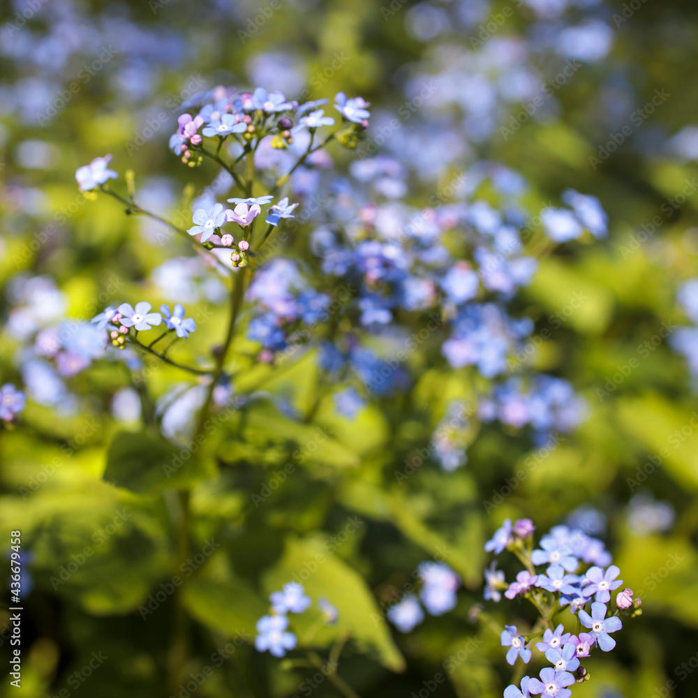Brunnera macrophylla, the Siberian bugloss, great forget-me-not, largeleaf brunnera or heartleaf, is a species of flowering plant in the family Boraginaceae,