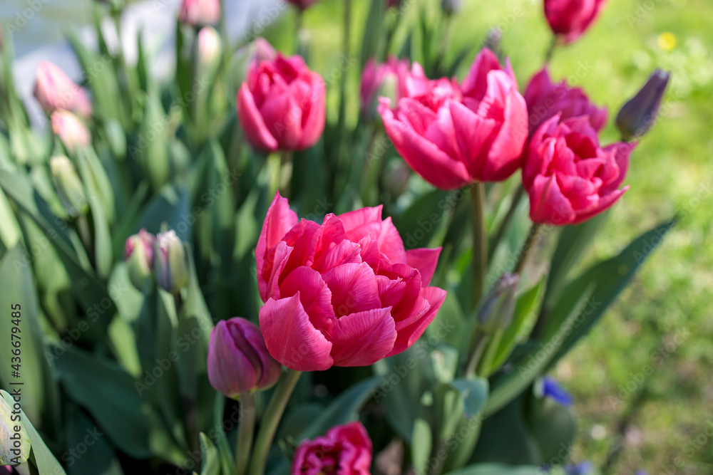 Red double tulips in a flowerbed near an artificial reservoir in the park. Landscape design Red double tulips in a flowerbed near an artificial reservoir in the park. Landscape design