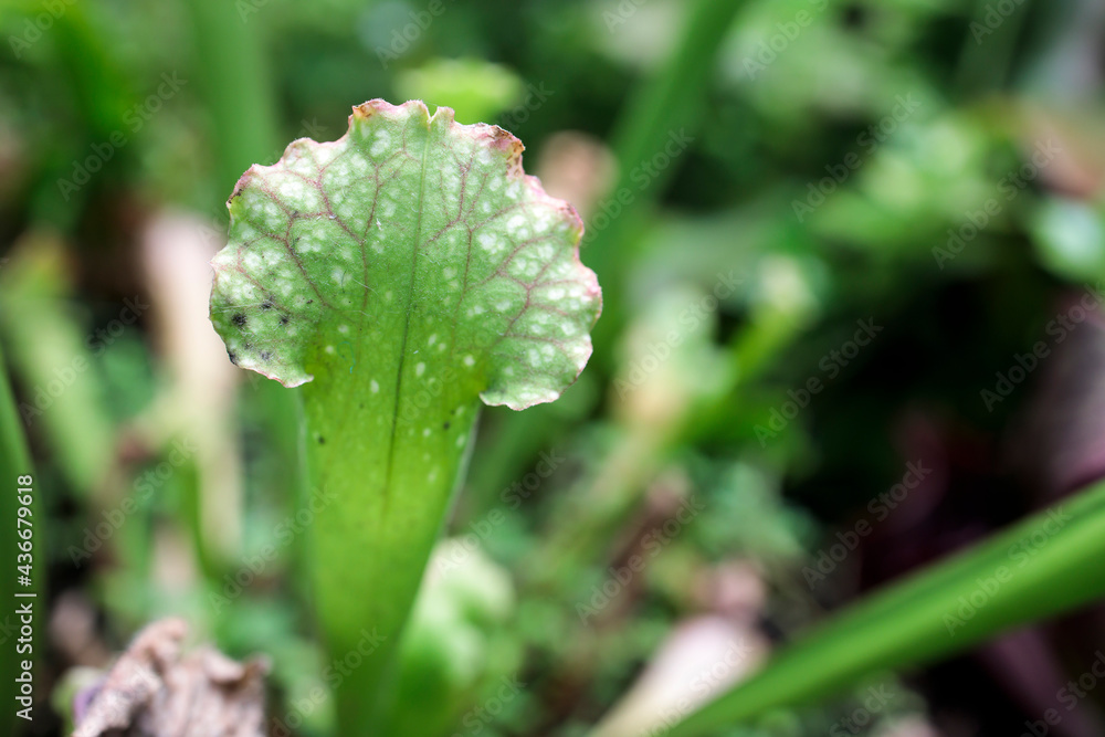 View of bright carnivorous plants, exotic insect eating plants field. Natural exotic background with danger concept. Very attractive plants but very dangerous at the same time. View of bright carnivorous plants, exotic insect eating plants field. Natural exotic background with danger concept. Very attractive plants but very dangerous at the same time.