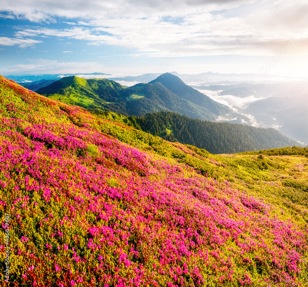 Magical summer scene with flowering hills on a sunny day.