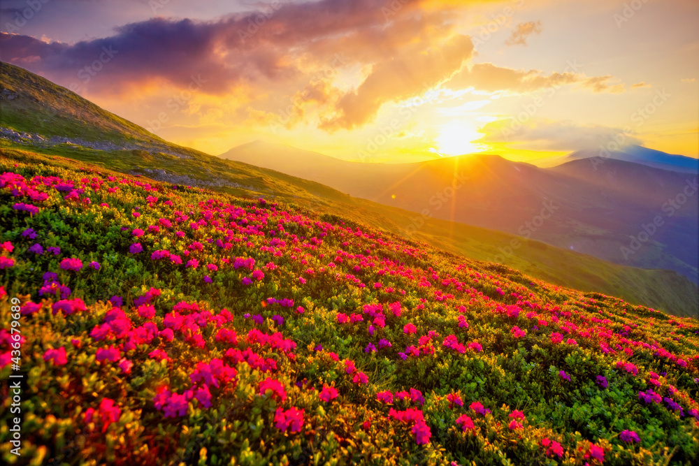 Majestic summer scene with pink rhododendron flowers at sunset.