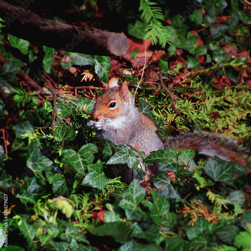 squirrel in the park