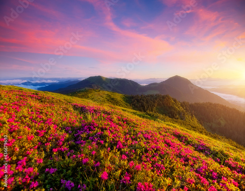 Captivating summer scene with pink rhododendron flowers at sunset. © Leonid Tit