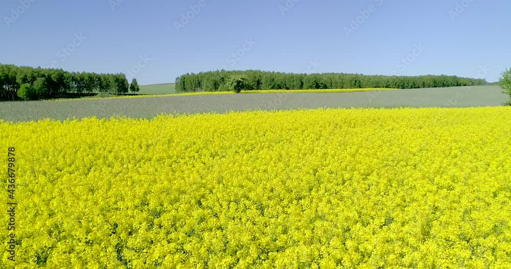 Blooming rapeseed fields on a sunny and cloudless day. Yellow rapeseed flowers, blue sky, sun and oilseed rape farming. Blooming rapeseed fields on a sunny and cloudless day. Yellow rapeseed flowers, blue sky, sun and oilseed rape farming.