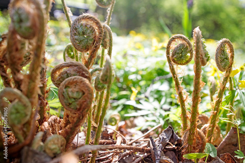 Quadro su tela Pteridium aquilinum, also known as eagle fern, is a species of fern occurring in temperate and subtropical regions in both hemispheres