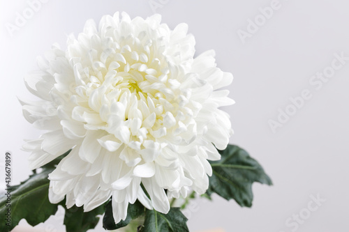 Large white chrysanthemum is on a grey background.