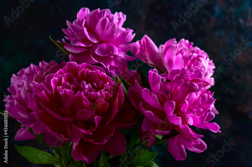 Pink peony flowers in the dark background.
