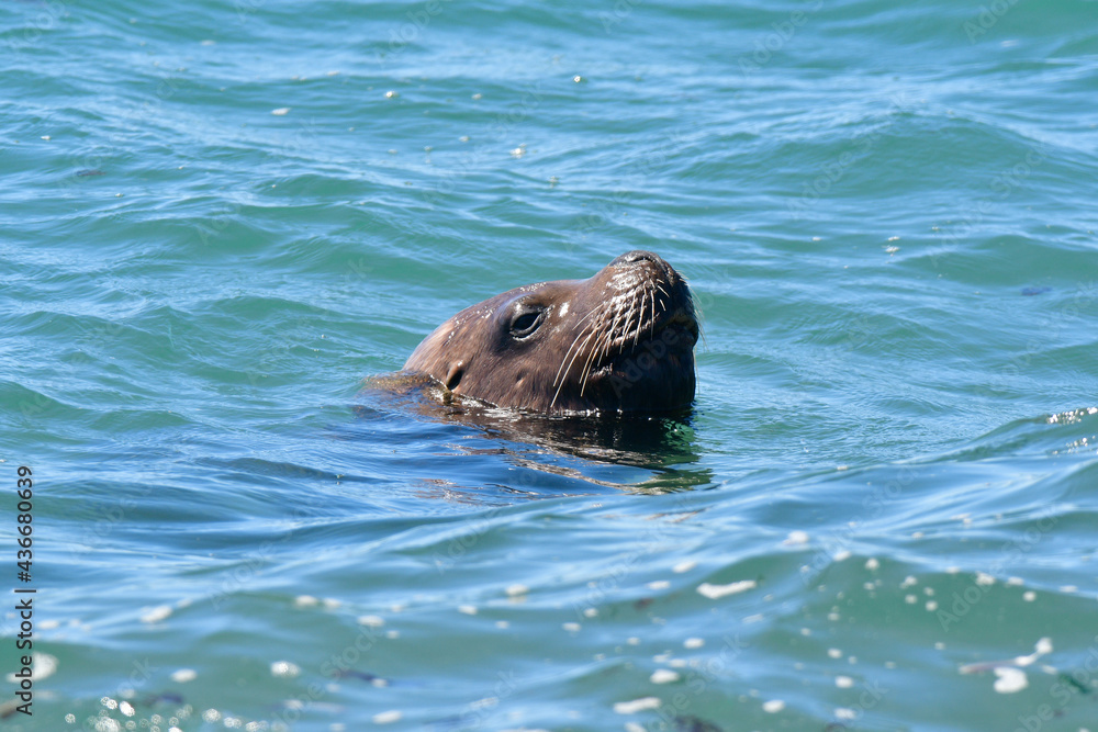 Fototapeta premium Male Sea Lion , Patagonia, Argentina