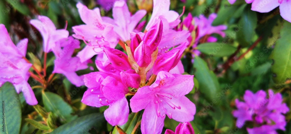 A large bush blooming pink-violet Rhododendron in the spring garden. Natural beauty. Beautiful blooming background. Aroma fragrance. Blossoming bush. Flowers backdrop. A large bush blooming pink-violet Rhododendron in the spring garden. Natural beauty. Beautiful blooming background. Aroma fragrance. Blossoming bush. Flowers backdrop.