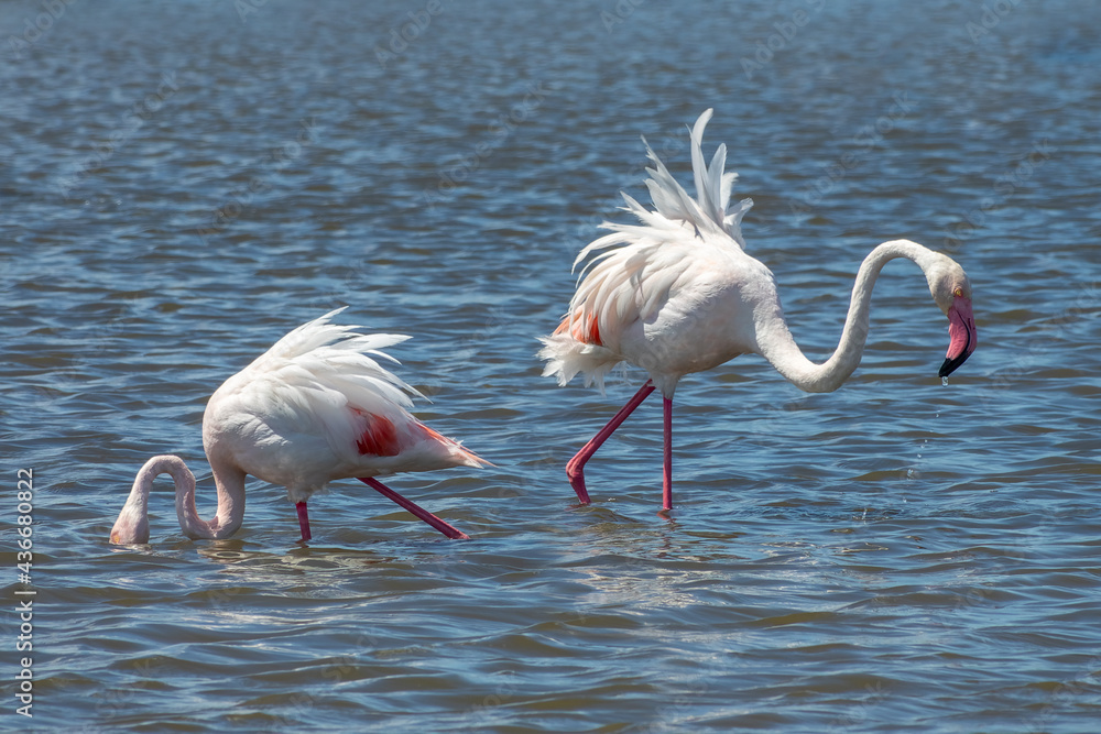 Close up of two Greater Flamingos (Phoenicopterus roseus) in the Camargue, Bouches du Rhone, South of France