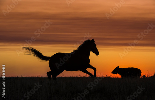 Horse silhouette at sunset  in the coutryside  La Pampa  Argentina.