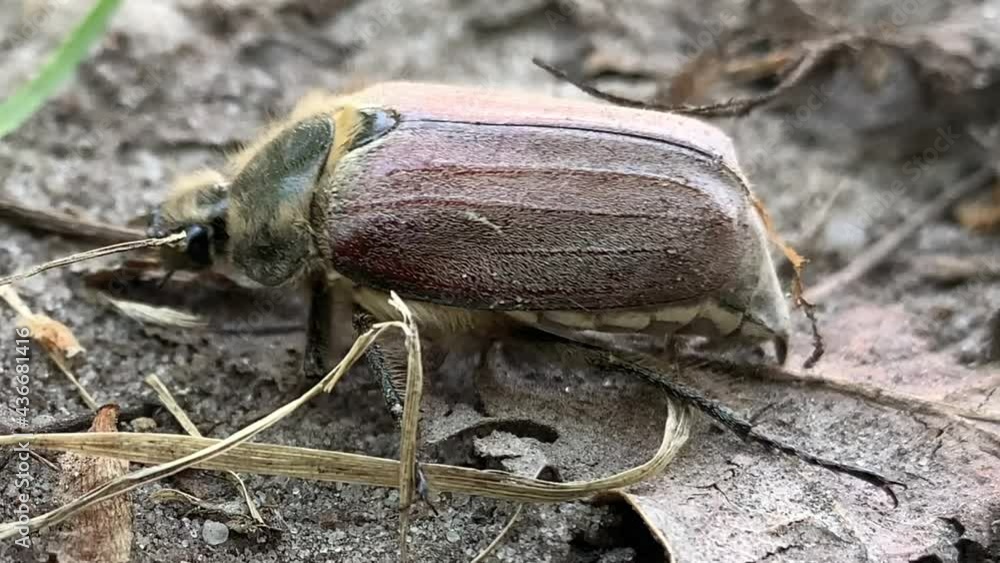 May beetle in the forest, close-up. Large forest insect. A large beetle is crawling along the path. May beetle in the forest, close-up. Large forest insect. A large beetle is crawling along the path.