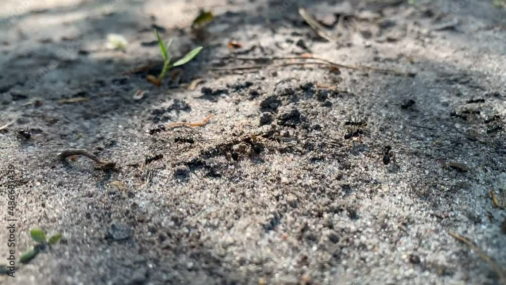 Anthill in the forest, close-up. Many large forest ants. Small insects crawl along the path. Anthill in the forest, close-up. Many large forest ants. Small insects crawl along the path.