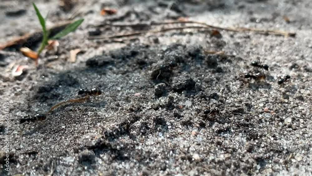 Anthill in the forest, close-up. Many large forest ants. Small insects crawl along the path. Anthill in the forest, close-up. Many large forest ants. Small insects crawl along the path.