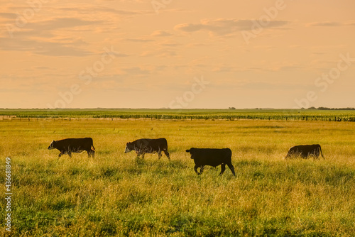 Cows grazing at sunset, Patagonia, Argentina.