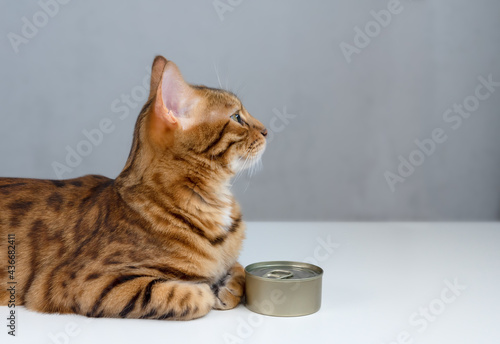 Bengal cat and tin can, wet cat food in tin can