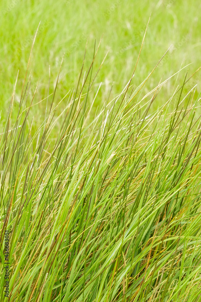 herbes sauvages dans un près herbes sauvages dans un près